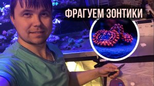 Зоантусы (фрагование) | Морской аквариум