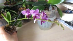 Орхидеи фаленопсис для Вас. Эквестрис, мультифлора с запахом кофе и орхидеи из моей личной коллекци