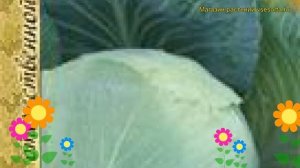 Капуста белокочанная Зимовка 1474. Краткий обзор, описание характеристик Zimovka 1474