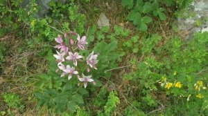 Купина неопалимая. Цветок, который нельзя нюхать