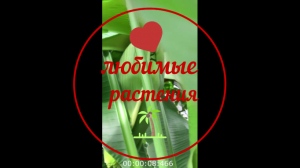ЗИМНЯЯ ТЕПЛИЦА МОСКОВСКАЯ ОБЛАСТЬ! ОБЗОР ПАПАЙИ, КАРАМБУЛЫ, ЖАСМИНА!