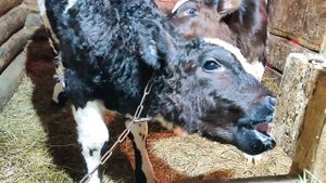 Доение коров в ЛПХ. Поим телят молоком.