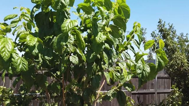 Наша шелковица сорта Shangri La(2) August 17,2019.