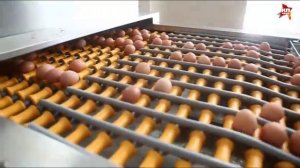 Сортировка и упаковка яиц на Солигорской птицефабрике