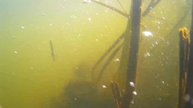 Подводная охота на карася и щуку. На пруду в августе 2018 смотреть онлайн