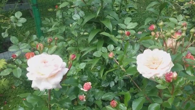 Чайно-гибридные розы : Аскот, Мария Каллас, Ностальжи, Капри, My Girl, Сandlelight,Поларштерн,В. смотреть онлайн