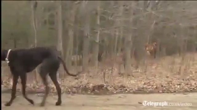 Самый большая ПЕС приколы 2013 смотреть онлайн