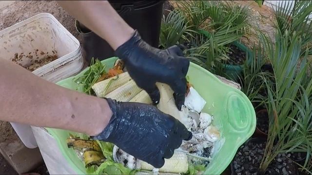 DIY - COMPOSTEIRA DOMÉSTICA PARA PRODUZIR BIOFERTILIZANTE: o ouro verde para as plantas смотреть онлайн