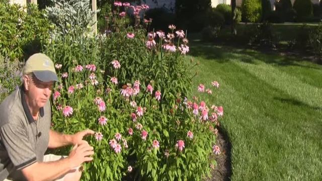 Best Perennials for a Sunny Garden - Echinacea 'Pink Double Delight' смотреть онлайн