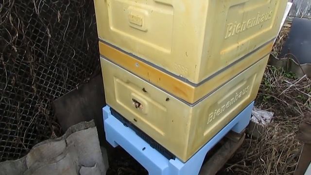 осмотр зимовавшего на воле отводка, которому зимой на морозы полностью летки закрывал смотреть онлайн