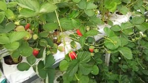 Клубника сорт мурано на малообъёмке