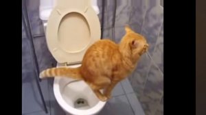 Кот срёт под епичную музыку#кот#говно#епикмузыка