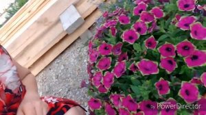 Противная морда.черенки гортензии,покупки по акции в магните