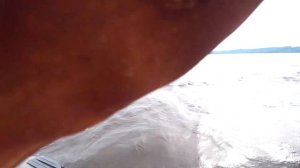 Судак на джиг  Чебоксарское водохранилище