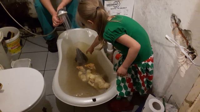 Россия. Гуси в обычной городской квартире. смотреть онлайн