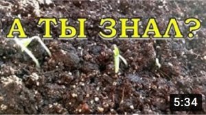 Почему НЕ ВСХОДЯТ СЕМЕНА? Главные ОШИБКИ???