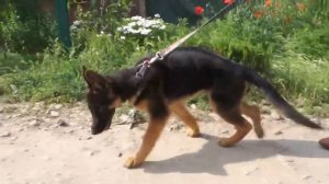 Любимая Даночка. Щенок Немецкой овчарки 3 месяца. Favorite Danochka. Puppy German Shepherd 3 months