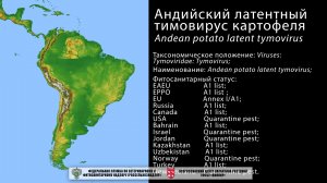 Андийский латентный тимовирус картофеля (Andean potato latent tymovirus)