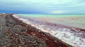 НОВОРОССИЙСК! ОЧУМЕТЬ! МОРЕ СТАЛО КРАСНЫМ! ГОТОВИТСЯ ИЗЪЯТИЕ ЗЕМЕЛЬ!