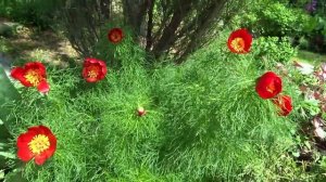 Пион тонколистный (Paeonia tenuifolia)  - Красная  форма