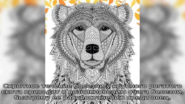 Блютанг – катаральная лихорадка овец смотреть онлайн