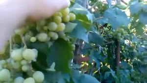 Хелат Меди и виноград