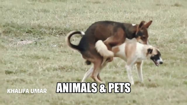 Animal Mating Crossing Dog, Lion, Horse, Monkey, Duck, Donkey - Compilation смотреть онлайн