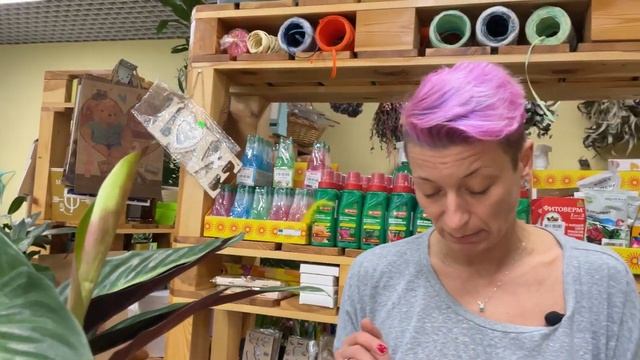 Строманта кроваво-красная - близкий родственник калатеи | Как правильно ухаживать за стромантой