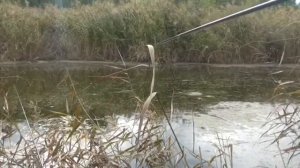 Огромный карась в сентябре 1,130 кг. Многие рыбаки не видели таких карасей!!!