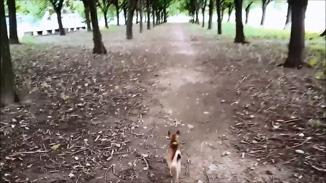 СПб. Южно-Приморский парк