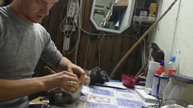 обдираем белку