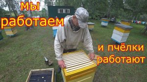КАРНИКА на МЕДОСБОРЕ!!!  Расширение семей и хвостов