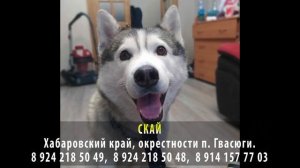 Пропала собака! СКАЙ. Хабаровский край, п. Гвасюги