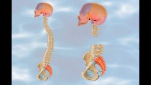 Краниосакральный ритм движения костей черепа и копчика