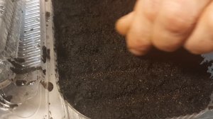 Как вырастить КАРПАТСКИЙ КОЛОКОЛЬЧИК?красивый цветок для сада многолетник из семян