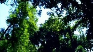 Салам Салам, Родной Узбекистан // Стас Денисов Ташкентский