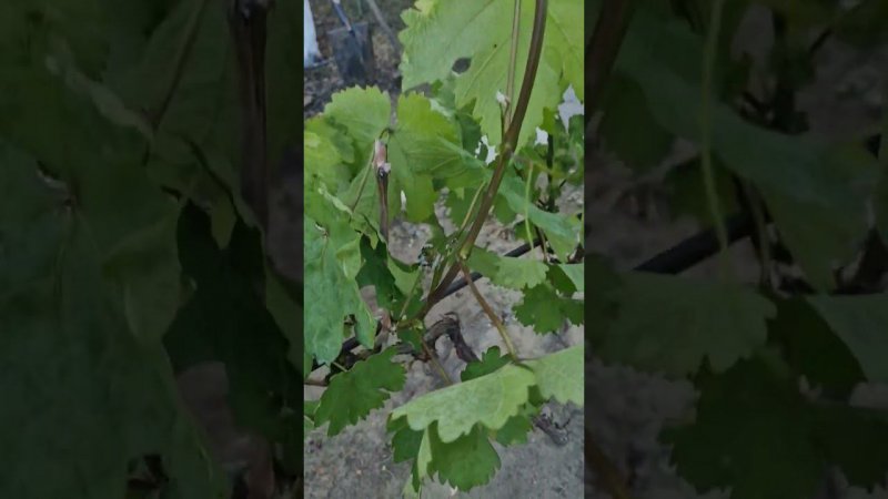 возвратные заморозки виноград