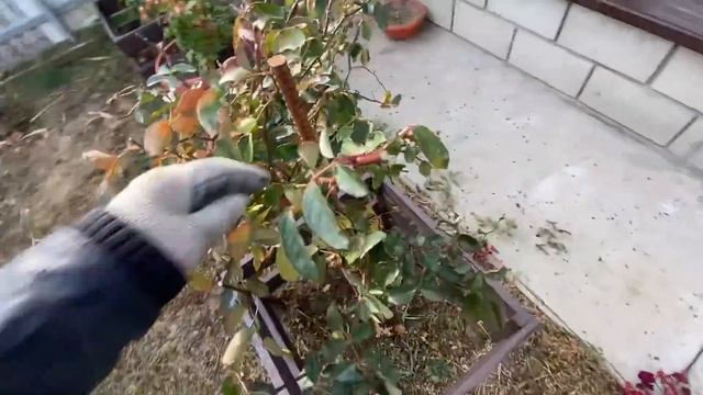 у ПАПЫ дела ОГОРОДНЫЕ а МАСЯ сажает свой КОРЕНЬ смотреть онлайн