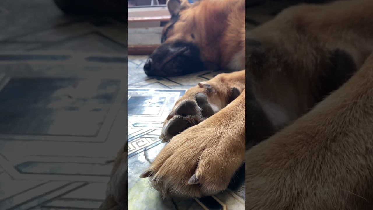 Они такие сладенькие когда спят… булочка моя) смотреть онлайн