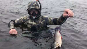 Нашли брошенные сети.  Как быть???