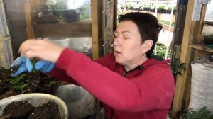 Осеннее черенкование, рассаживаю гортензии 26.09. Очень красивые ?