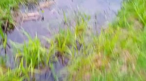 Сток буханка и Нива шевроле на бездорожье.mp4