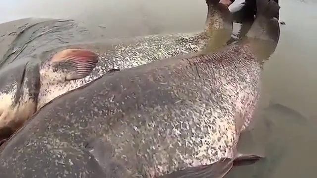 Самый большой Сом в Мире....