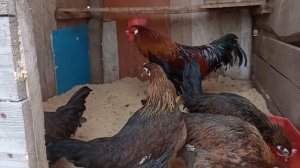 Новая семья, Итальянская Куропатчатая или Бурый леггорн