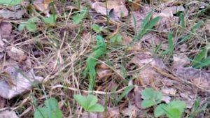 Большой зелёный ящериц!