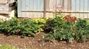 17.07.2022. ОБРЕЗКА РОЗ В ИЮЛЕ.  Chippendale, Jubile du Prince de Monaco, Novalis, Angela.