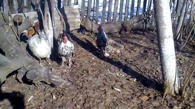 Алтайские Бентамки 6 месяцев. смотреть онлайн