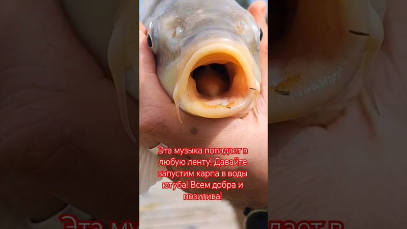 Говорящий карп!  #рыболовныеузлы #простойспособ  #fishingknots #рыбалка #fishing #донки