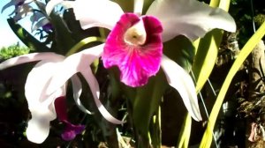 Cattleya purpurata.