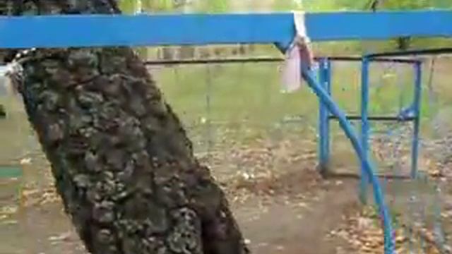 Черная береза смотреть онлайн